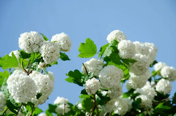 Снежок Буш Европейский Снежок Белый Viburnum Opulus Roseum Чистом Голубом — стоковое фото