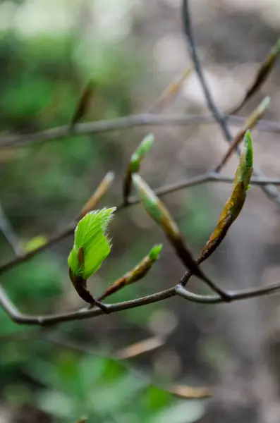 Foto Vicino Piccole Foglie Verdi Nella Foresta — Foto Stock