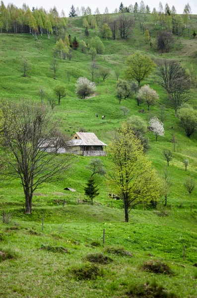 Spring Landscape View Mountains Village Blooming Trees Carpathian Mountains Ukraine — Stock Photo, Image