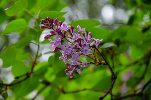 Hermosa Fotografía Floral Violeta Lila Floreciendo Primavera Naturaleza Flor Fondo — Foto de Stock