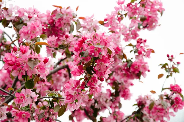 美しい花の写真 ピンクの桜 桜が咲く 春の自然花の背景 — ストック写真