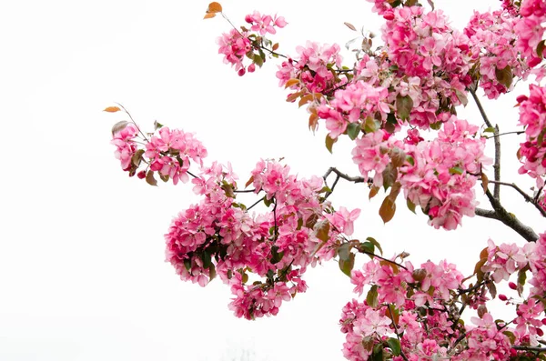 美しい花の写真 ピンクの桜 桜が咲く 春の自然花の背景 — ストック写真