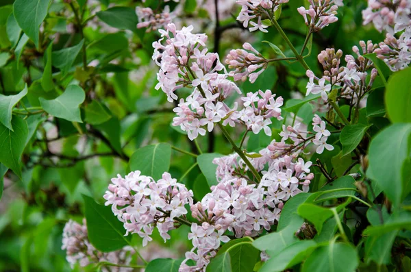 Mooie Bloemenfotografie Lichtroze Witte Lila Bloeiend Voorjaar Natuur Bloem Achtergrond — Stockfoto