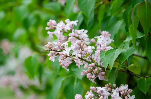 Hermosa Fotografía Floral Rosa Claro Lila Blanca Floreciendo Primavera Naturaleza — Foto de Stock