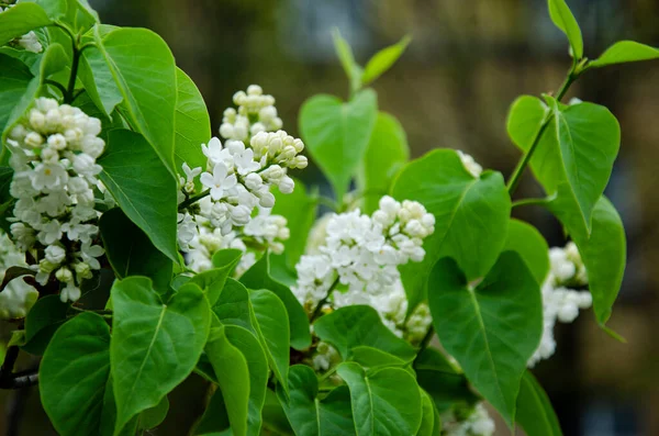 Mooie Bloemenfotografie Witte Lila Bloeit Voorjaar Natuur Bloem Achtergrond — Stockfoto