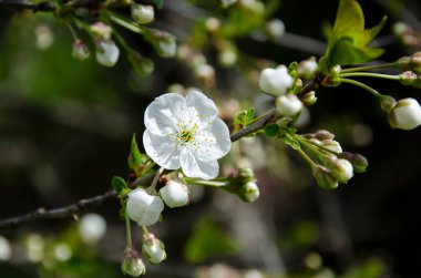 Çiçek açmış güzel beyaz kiraz çiçekleri. Bahar çiçeği arkaplanı.