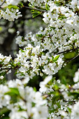 Çiçek açmış güzel beyaz kiraz çiçekleri. Bahar çiçeği arkaplanı.