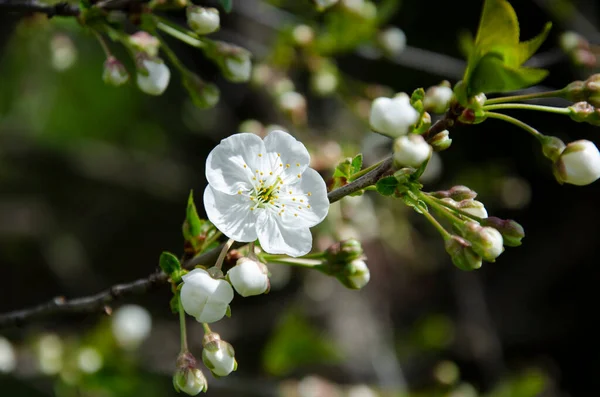 満開の美しい白い桜 春の花の背景 — ストック写真