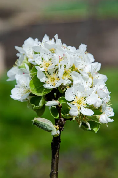 満開の美しい白い桜 春の花の背景 — ストック写真