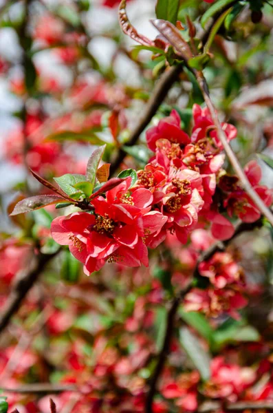 赤い梅の花を咲かせます 美しい春の赤い花の背景 — ストック写真