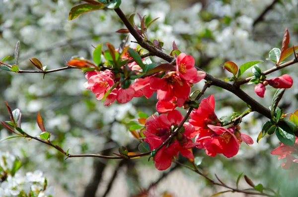 赤い梅の花を咲かせます 美しい春の赤い花の背景 — ストック写真