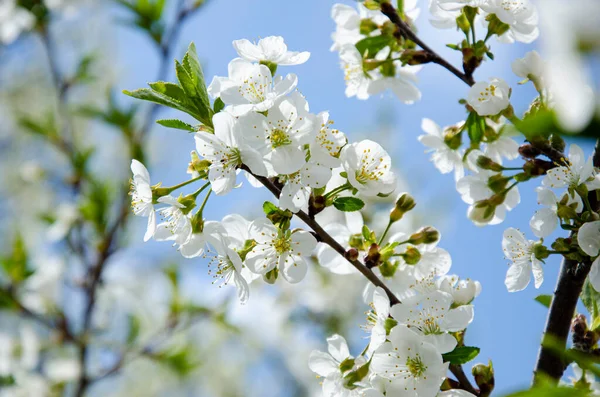 満開の美しい白い桜 春の花の背景 — ストック写真