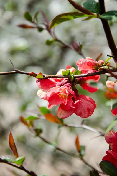 赤い梅の花を咲かせます 美しい春の赤い花の背景 — ストック写真