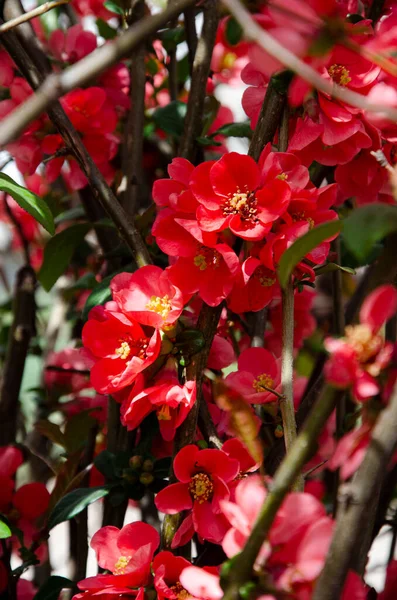 赤い梅の花を咲かせます 美しい春の赤い花の背景 — ストック写真