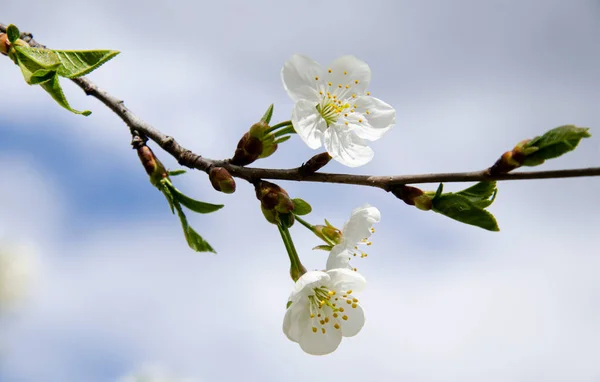 満開の美しい白い桜 春の花の背景 — ストック写真