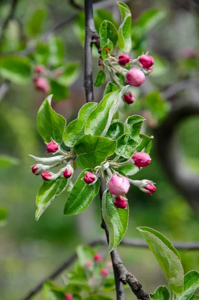 Blomkvist Rosa Äpple Spring Bakgrund Foto — Stockfoto