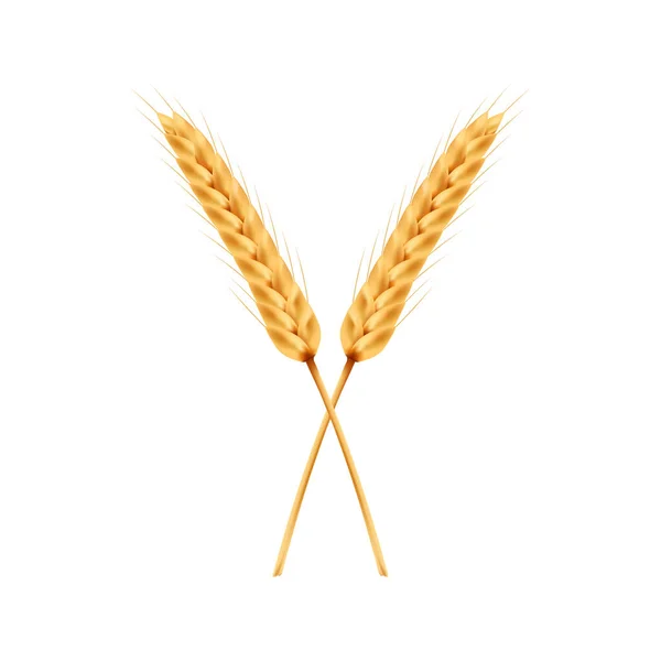 Beyaz Arka Planda Pirinç Vektörü Yulaf Vektörü Duvar Kağıdı Metin — Stok Vektör