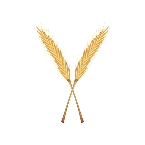 白色背景下的水稻向量 燕麦向量 — 图库矢量图片