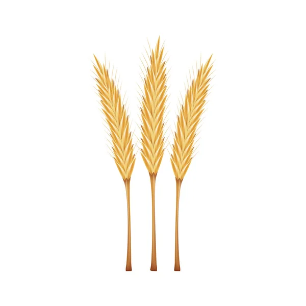 Beyaz Arka Planda Pirinç Vektörü Yulaf Vektörü Duvar Kağıdı — Stok Vektör