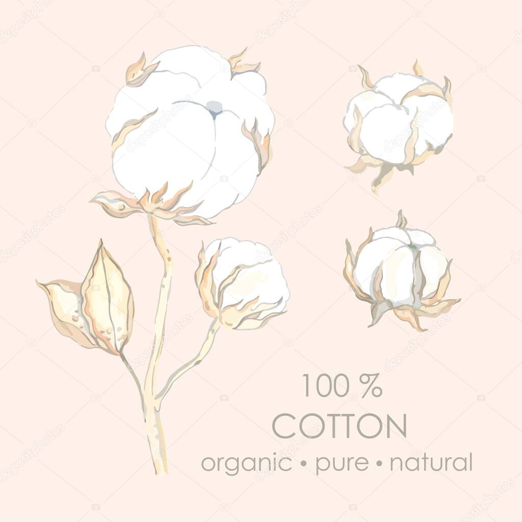 Vector set for design and decoration of a branch of cotton flowers and leaves in a realistic style. Natural organic pure cotton flower.