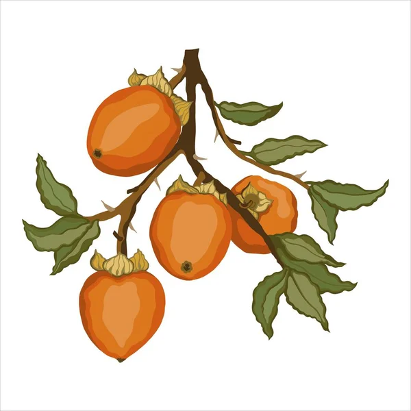 Vektorillustration Eines Persimmon Astes Reife Kaki Einem Zweig Mit Blättern — Stockvektor