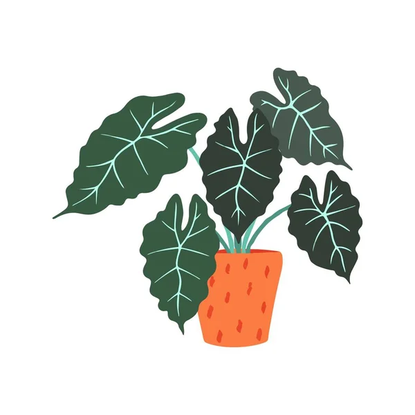 Ilustración Vectorial Una Planta Ornamental Casera Sobre Fondo Blanco Planta — Archivo Imágenes Vectoriales