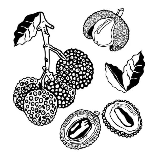 Vektor Illustration Set Von Litschi Tropische Früchte Auf Einem Zweig — Stockvektor