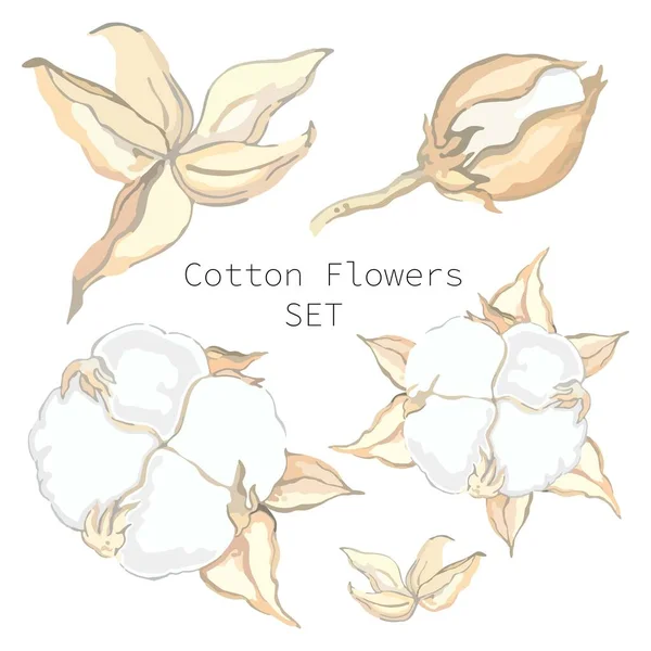 Vector Illustration Set Cotton Flowers Cotton Plant Different Stages Maturation — Stock Vector