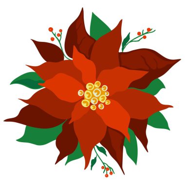 Noktalı çiçeğin vektör çizimi. Noel çiçeği. Çiçek açan bitki..