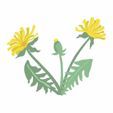 Karahindibanın vektör çizimi. Karahindiba bitkisi yaprakları ve çiçekler beyaz arka planda izole edilmiş.