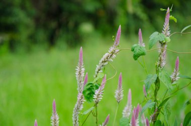 Yabani horoz tarağı yabani otlarla sarılmıştı..