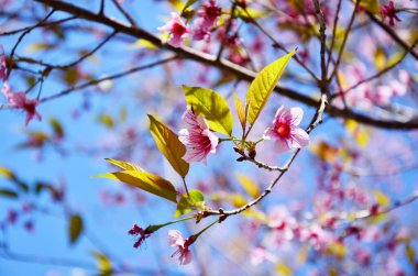 Bahar mevsiminde mavi gökyüzünde Tayland kiraz çiçeklerinin dalları.