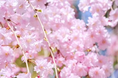 Yumuşak odak noktasında Sakura Pembesi, Japonya 'da güzel kiraz çiçekleri, bulanık arka planda Sakura' nın parlak pembe çiçekleri. Bahar arkaplanı ve güzel doğal manzara.