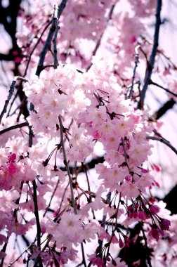 Yumuşak odak noktasında Sakura, Japonya 'da güzel kiraz çiçekleri, bulanık arka planda parlak pembe Sakura çiçekleri. Bahar arkaplanı ve güzel doğal manzara.
