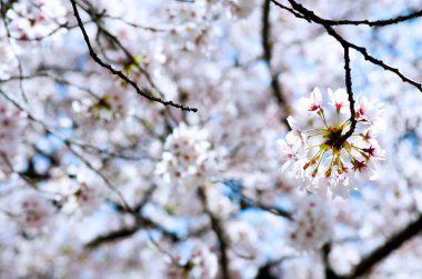 Yumuşak odak noktasında Sakura Pembesi, Japonya 'da güzel kiraz çiçekleri, bulanık arka planda Sakura' nın parlak pembe çiçekleri. Bahar arkaplanı ve güzel doğal manzara.