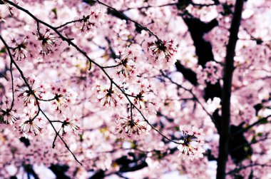 Yumuşak odak noktasında Sakura Pembesi, Japonya 'da güzel kiraz çiçekleri, bulanık arka planda Sakura' nın parlak pembe çiçekleri. Bahar arkaplanı ve güzel doğal manzara.