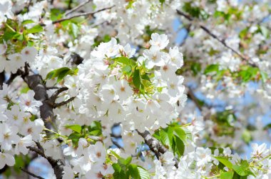 Yumuşak odak noktasında Sakura, Japonya 'da güzel kiraz çiçekleri, bulanık arka planda Sakura' nın parlak beyaz çiçekleri. Bahar arkaplanı ve güzel doğal manzara.