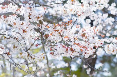 Yumuşak odak noktasında Sakura, Japonya 'da güzel kiraz çiçekleri, bulanık arka planda parlak pembe Sakura çiçekleri. Bahar arkaplanı ve güzel doğal manzara.