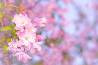Yumuşak odak noktasında Sakura Pembesi, Japonya 'da güzel kiraz çiçekleri, bulanık arka planda Sakura' nın parlak pembe çiçekleri. Bahar arkaplanı ve güzel doğal manzara.