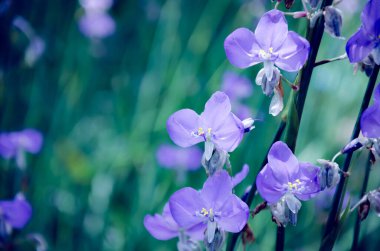 Bulanık arka planda Murdannia Giganteum Tayland 'da küçük bir kır çiçeğidir..