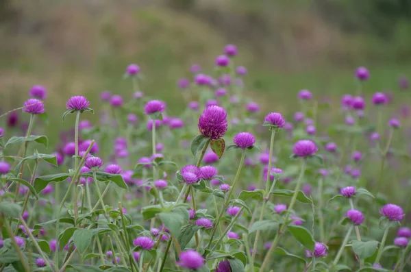 Campo Flores Amaranto Globo — Fotografia de Stock