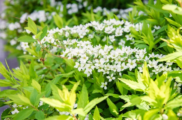 Pretty White Blossoms Thunberg Meadowsweet Spiraea Thunbergii Blooming Blurry Background — Stock Photo, Image