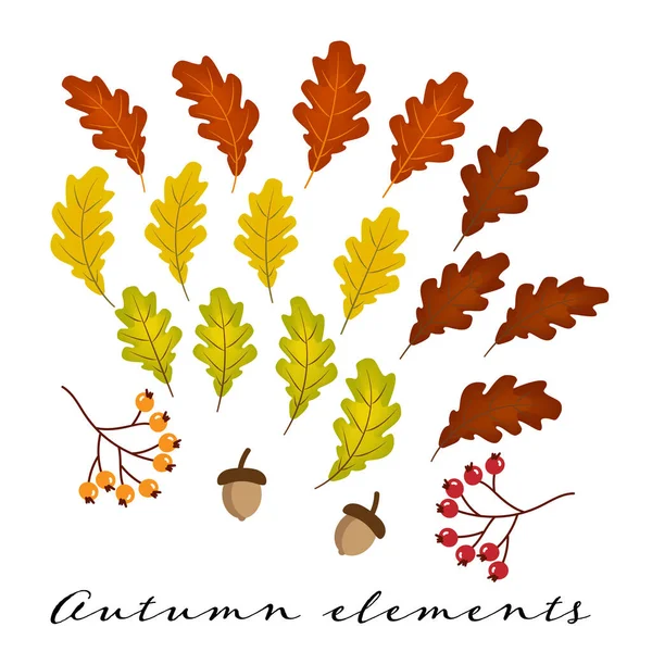 Set Colorful Oak Leaves Acorns Berries Isolated White Background Vector — Stock Vector