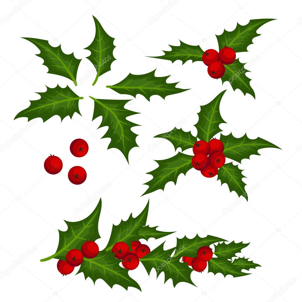 Christmas elements with set of holly leaves and red berries isolated on white background. Design for winter holidays greeting season. Vector illustration.