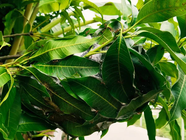 Kırmızı Karınca Yuvası, Yeşil Ağaç Karınca Yapraktan yapılmış mango ağacı