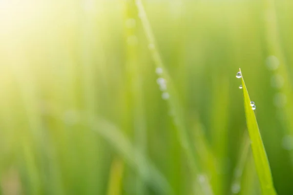 Waterdruppels Bovenop Bladeren Van Het Groene Veld — Stockfoto