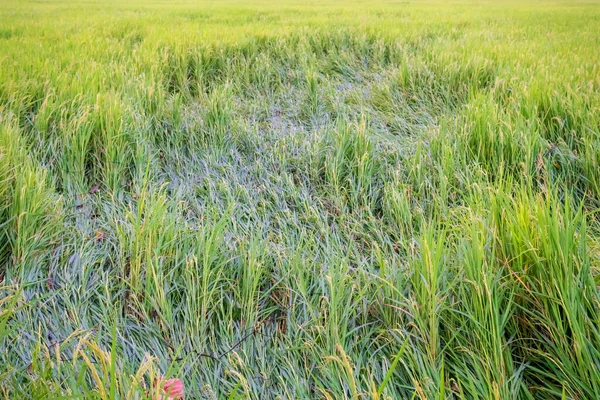 Caule Arroz Que Foi Deitado Pela Tempestade — Fotografia de Stock