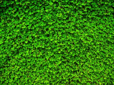 Desmodium triflorum. Çimen doğası. yeşil bitki yaprağı dokusu.