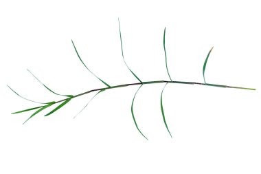 beyaz arkaplanda genç paragraf