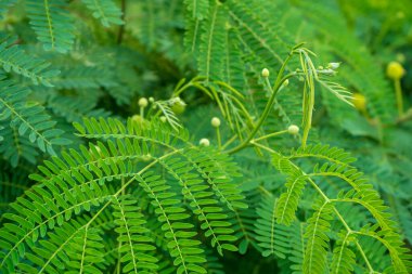 Beyaz popinac, Wild tamarind, ağaçtaki Leadtree. Tayland 'da pirinç eriştesiyle yenir..